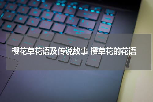 樱花草花语及传说故事 樱草花的花语